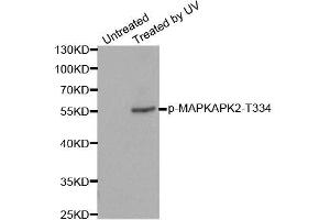 Western blot analysis of extracts from HeLa cells, using Phospho-MAPKAPK2-T334 antibody (ABIN2988148). (MAPKAP Kinase 2 antibody  (pThr334))