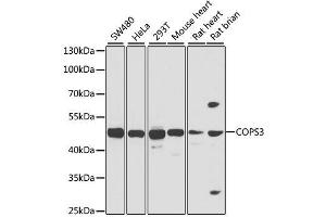 Western blot analysis of extracts of various cell lines, using COPS3 antibody. (COPS3 antibody  (AA 194-423))