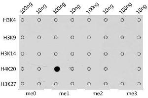 Dot-blot analysis of all sorts of methylation peptides using MonoMethyl-Histone H4-K20 antibody.