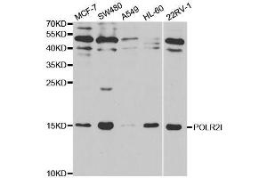 Western blot analysis of extracts of various cell lines, using POLR2I antibody. (POLR2I antibody  (AA 1-125))