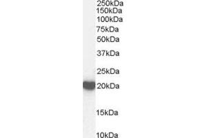 Western Blotting (WB) image for Peroxiredoxin 2 (PRDX2) peptide (ABIN369518)