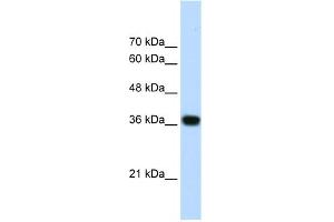 WB Suggested Anti-PSIP1 Antibody Titration:  1.