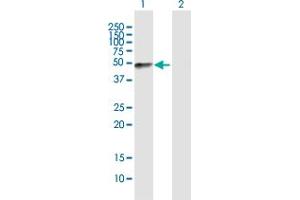 Western Blot analysis of FMOD expression in transfected 293T cell line by FMOD MaxPab polyclonal antibody. (Fibromodulin antibody  (AA 1-376))