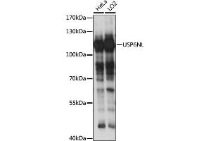 Western blot analysis of extracts of various cell lines, using USP6NL antibody (ABIN7271236) at 1:1000 dilution. (USP6NL antibody  (AA 300-600))
