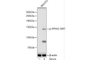Western blot analysis of extracts of NIH/3T3 cells, using Phospho-EPH-S897 antibody (ABIN7266967) at 1:1000 dilution. (EPH Receptor A2 antibody  (pSer897))