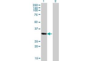 Western Blot analysis of PRRX2 expression in transfected 293T cell line by PRRX2 monoclonal antibody (M01), clone 4C9.