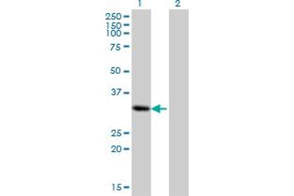 PRRX2 anticorps  (AA 151-253)