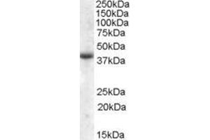 ABIN570938 (2µg/ml) staining of Human Skeletal Muscle lysate (35µg protein in RIPA buffer). (APOL6 antibody  (Internal Region))