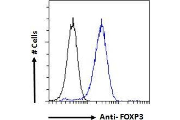FOXP3 anticorps  (C-Term)