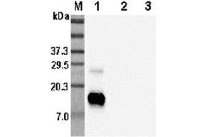 Western blot analysis using anti-RELM-β (human), pAb  at 1:5'000 dilution. (RETNLB antibody)