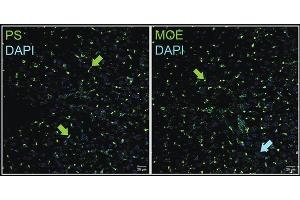 Immunohistochemistry of a systemically delivered ASO in mice. (ModDetect® Phosphorothioate Panel)