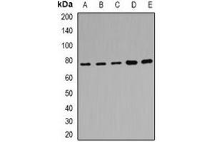 Western blot analysis of POR expression in Hela (A), MCF7 (B), mouse liver (C), mouse kidney (D), rat brain (E) whole cell lysates. (POR antibody)