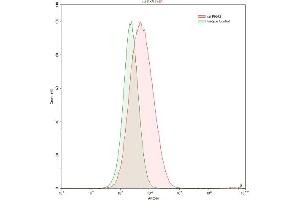 Detection of PKM2 in HepG2 human hepatocellular carcinoma cell line using Anti-Pyruvate kinase isozymes M2 (PKM2) Polyclonal Antibody (PKM2 antibody  (AA 324-531))