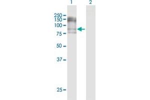 Western Blot analysis of NCAM1 expression in transfected 293T cell line by NCAM1 MaxPab polyclonal antibody. (CD56 antibody  (AA 1-858))