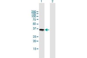 Western Blot analysis of FOXL1 expression in transfected 293T cell line by FOXL1 MaxPab polyclonal antibody. (FOXL1 antibody  (AA 1-345))