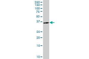 PCSK1N antibody  (AA 1-260)