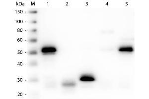 Western Blot of Anti-Rabbit IgG (H&L) (SHEEP) Antibody (Min X Hu, Gt, Ms Serum Proteins) . (Sheep anti-Rabbit IgG (Heavy & Light Chain) Antibody (Alkaline Phosphatase (AP)))