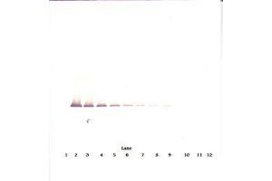 Image no. 2 for anti-Insulin-Like Growth Factor Binding Protein 7 (IGFBP7) antibody (ABIN1498817) (IGFBP7 antibody)