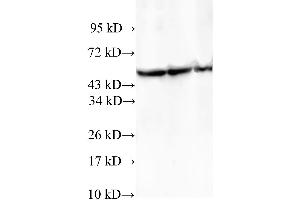 Western Blotting (WB) image for anti-T-Complex 1 (TCP1) antibody (ABIN5959099) (TCP1 alpha/CCTA antibody)