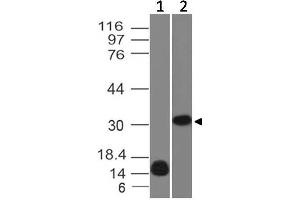 Image no. 1 for anti-Lectin, Galactoside-Binding, Soluble, 13 (LGALS13) antibody (ABIN5026980) (LGALS13 antibody)