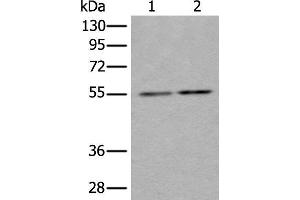 Western blot analysis of Hela and HEPG2 cell lysates using TUBB Polyclonal Antibody at dilution of 1:350 (TUBB antibody)