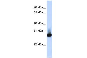 WB Suggested Anti-BCAP31 Antibody Titration:  0. (BCAP31 antibody  (Middle Region))
