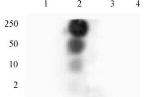 HP1 gamma phospho Ser93 pAb tested by dot blot analysis. (CBX3 antibody  (pSer93))