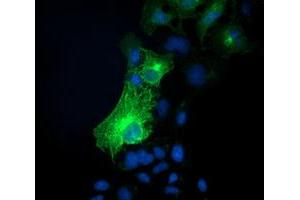 Immunofluorescence (IF) image for anti-Synaptosomal-Associated Protein, 25kDa (SNAP25) antibody (ABIN1501018)