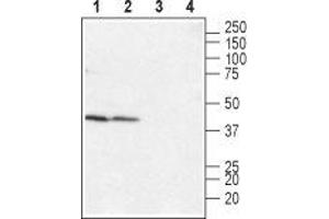 Western blot analysis of rat (lanes 1 and 3) and mouse (lanes 2 and 4) heart membranes: - 1,2. (LPAR4 antibody  (Extracellular, N-Term))