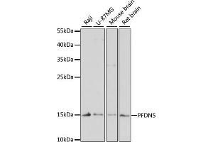 Western blot analysis of extracts of various cell lines, using PFDN5 antibody (ABIN1681328, ABIN3018415, ABIN3018416 and ABIN6220463) at 1:3000 dilution. (PFDN5 antibody  (AA 1-154))