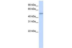 Image no. 1 for anti-Zinc Finger Protein 701 (ZNF701) (AA 144-193) antibody (ABIN6740451) (ZNF701 antibody  (AA 144-193))