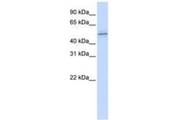 ZNF701 anticorps  (AA 144-193)