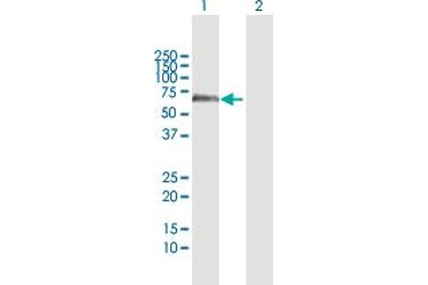 ERCC6L antibody  (AA 1-419)