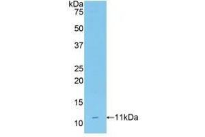 Western blot analysis of recombinant Mouse CD3d. (CD3D antibody  (AA 22-104))