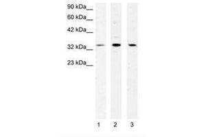 Image no. 1 for anti-Cold Shock Domain Protein A (CSDA) (AA 50-99) antibody (ABIN202366) (CSDA antibody  (AA 50-99))