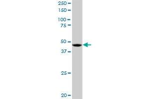 RP6-213H19. (STK26/MST4 antibody  (AA 1-416))