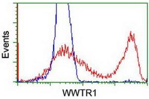 HEK293T cells transfected with either RC204082 overexpress plasmid (Red) or empty vector control plasmid (Blue) were immunostained by anti-WWTR1 antibody (ABIN2454960), and then analyzed by flow cytometry. (WWTR1 antibody)