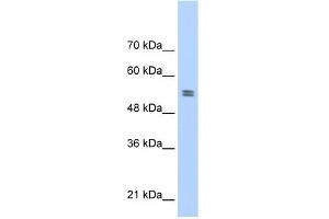 WB Suggested Anti-PTBP1 Antibody Titration:  0. (PTBP1 antibody  (N-Term))