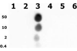 Histone H3 phospho Thr11 pAb tested by dot blot analysis.