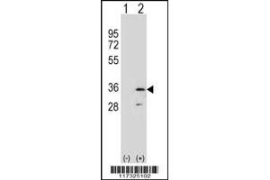 Western blot analysis of RPA2 using rabbit polyclonal RPA2 Antibody using 293 cell lysates (2 ug/lane) either nontransfected (Lane 1) or transiently transfected (Lane 2) with the RPA2 gene. (RPA2 antibody  (N-Term))