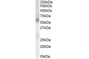 Western Blotting (WB) image for anti-Prostaglandin E Receptor 4 (Subtype EP4) (PTGER4) (AA 302-314) antibody (ABIN295612) (PTGER4 antibody  (AA 302-314))