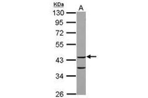 Image no. 1 for anti-COP9 Signalosome Complex Subunit 3 (COPS3) (AA 139-390) antibody (ABIN1497573) (COPS3 antibody  (AA 139-390))