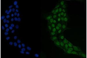 IF analysis of GRHL2 using anti-GRHL2 antibody (ABIN7599505). (GRHL2 antibody  (AA 1-625))