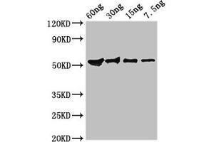 Western Blot Positive WB detected in Recombinant protein All lanes: Guanine antibody at 2. (Guanine Nucleotide-Binding Protein Subunit beta-Like Protein (AA 1-325) antibody)