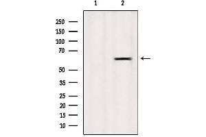 Western blot analysis of extracts from Mouse spleen, using LAT3 Antibody. (SLC43A1 antibody  (Internal Region))
