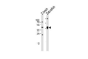 Western blot analysis of lysates from zebra fish brain and Zebrafish tissue lysate (from left to right), using (DANRE) ada Antibody (Center) Azb18702c. (ADA antibody  (AA 114-148))