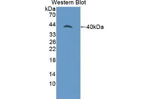 Detection of Recombinant GNg8, Mouse using Polyclonal Antibody to G Protein Gamma 8 (GNg8) (GNG8 antibody  (AA 1-70))