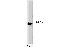 Western blot analysis of FADD on a A431 lysate. (FADD antibody  (AA 94-208))