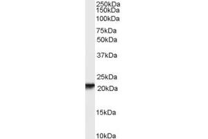 Western Blotting (WB) image for anti-Retinol Binding Protein 4, Plasma (RBP4) (AA 116-130) antibody (ABIN293017) (RBP4 antibody  (AA 116-130))
