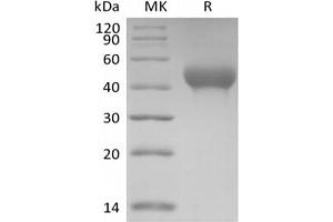 Western Blotting (WB) image for Glycoprotein VI (Platelet) (GP6) protein (His tag) (ABIN7320918)